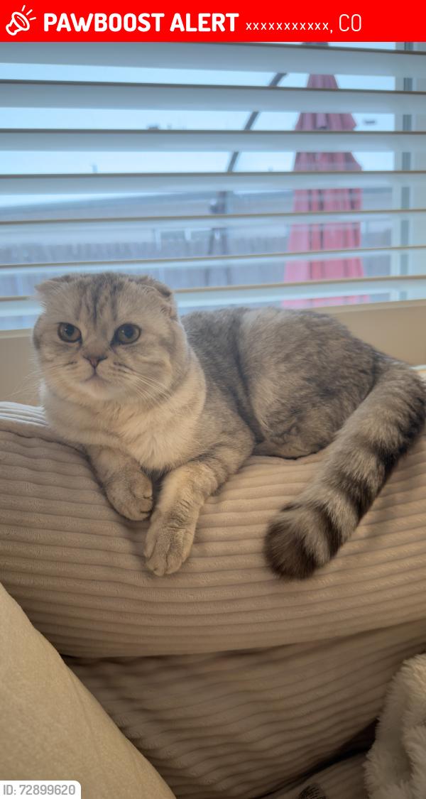 Lost Female Cat last seen Near, Вестминстер, CO 80005