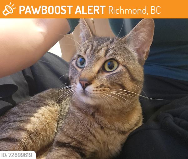 Found/Stray Male Cat last seen Sidaway and Steveston Hwy, Richmond, BC 