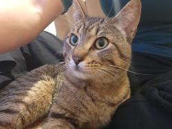 Found/Stray Male Cat last seen Sidaway and Steveston Hwy, Richmond, BC 