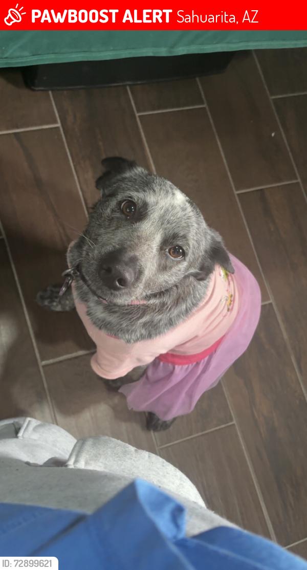 Lost Female Dog last seen W Calle De Cobre Sahuarita Az, Sahuarita, AZ 85629