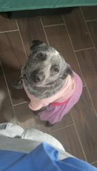 Lost Female Dog last seen W Calle De Cobre Sahuarita Az, Sahuarita, AZ 85629