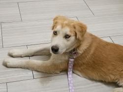 Lost Female Dog last seen Estrella, wyoming, El Paso, TX 79903