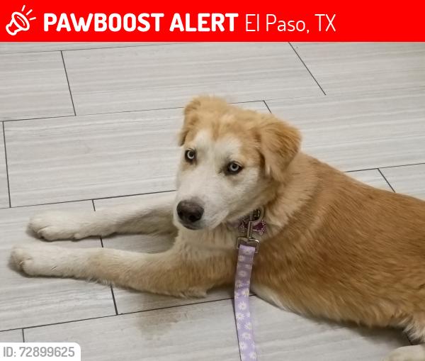 Lost Female Dog last seen Estrella, wyoming, El Paso, TX 79903