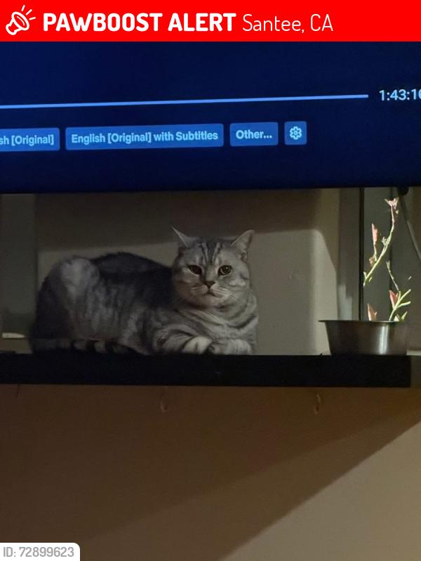 Lost Male Cat last seen Near Corkwood ave, Santee, CA 92071