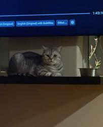 Lost Male Cat last seen Near Corkwood ave, Santee, CA 92071