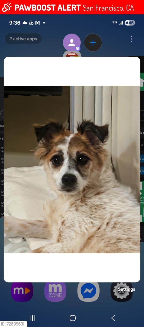 Lost Female Dog last seen Eddy st & mason, San Francisco, CA 94102