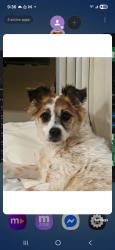 Lost Female Dog last seen Eddy st & mason, San Francisco, CA 94102