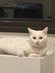Reunited Male Cat last seen 101st st Corona Queens, Queens, NY 11368