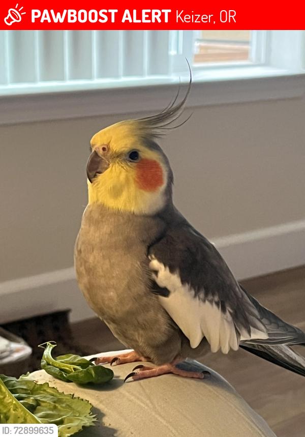 Lost Male Bird last seen Trent & Burbank St N, Keizer, OR, Keizer, OR 97303