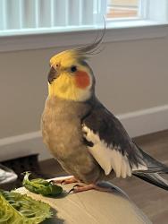 Lost Male Bird last seen Trent & Burbank St N, Keizer, OR, Keizer, OR 97303