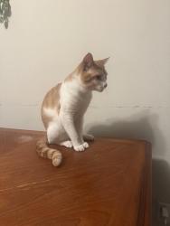 Lost Male Cat last seen Drew and Keene , Clearwater, FL 33765
