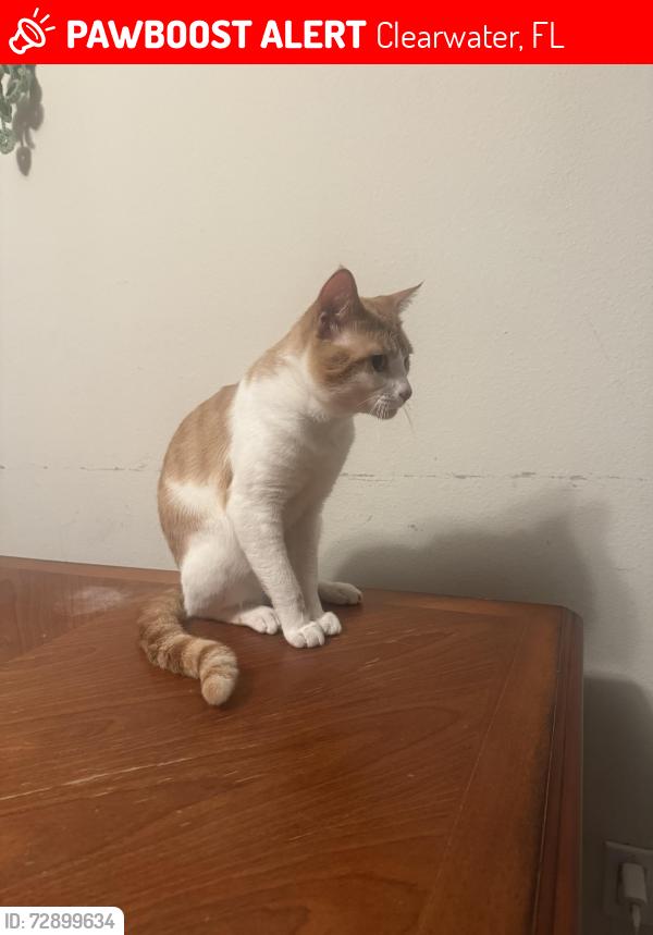 Lost Male Cat last seen Drew and Keene , Clearwater, FL 33765