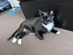Lost Male Cat last seen Maplin Park, Langley, England SL3 8YE