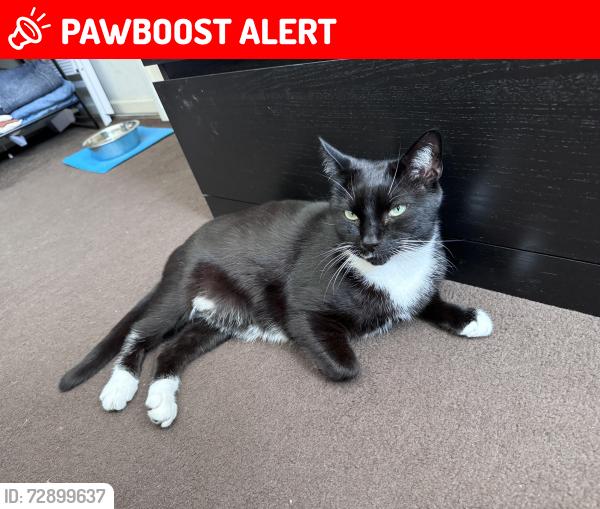 Lost Male Cat last seen Maplin Park, Langley, England SL3 8YE