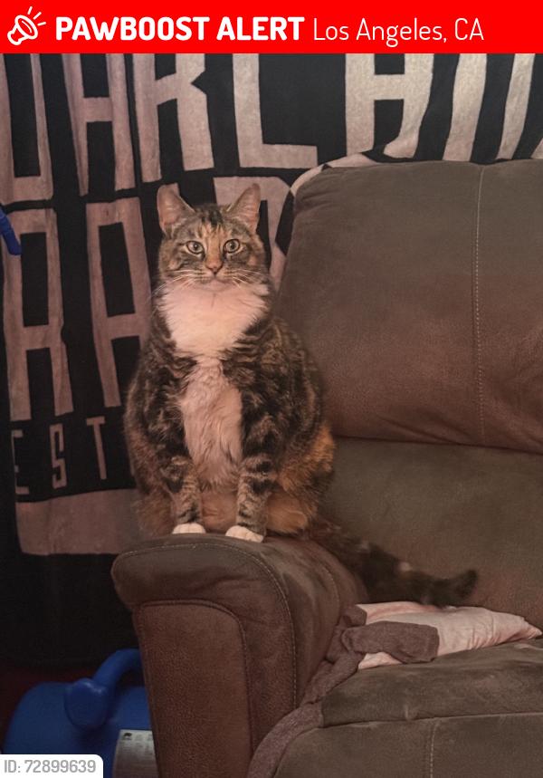 Lost Female Cat last seen Effie St & Griffith Park Blvd, Los Angeles, CA 90026
