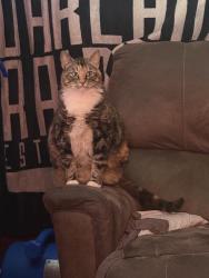 Lost Female Cat last seen Effie St & Griffith Park Blvd, Los Angeles, CA 90026