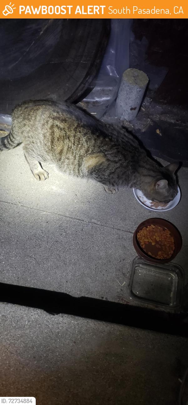 Found/Stray Male Cat last seen Brent ave and Monterey rd., South Pasadena, CA 91030