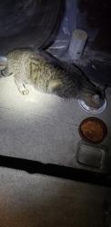 Found/Stray Male Cat last seen Brent ave and Monterey rd., South Pasadena, CA 91030