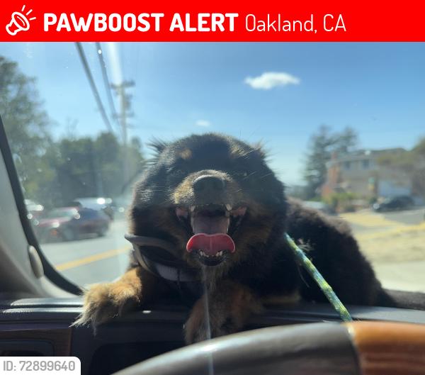 Lost Male Dog last seen Oakland, Oakland, CA 94601