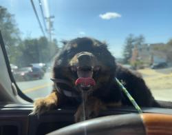 Lost Male Dog last seen Oakland, Oakland, CA 94601