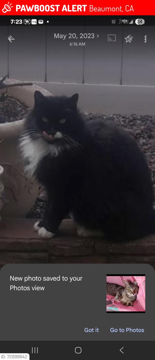 Lost Male Cat last seen Highland springs, Beaumont, CA 92223