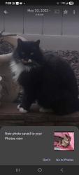 Lost Male Cat last seen Highland springs, Beaumont, CA 92223