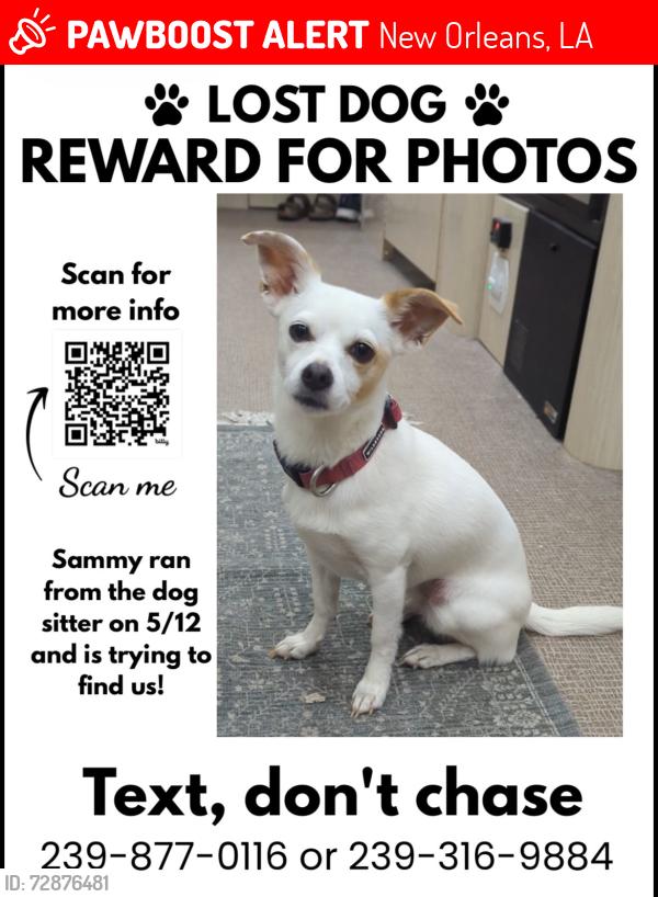 Lost Female Dog last seen Lafitte Greenway, New Orleans, LA 70119