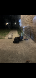 Found/Stray Unknown Cat last seen Post rd & SE 15th st , Midwest City, OK 73130