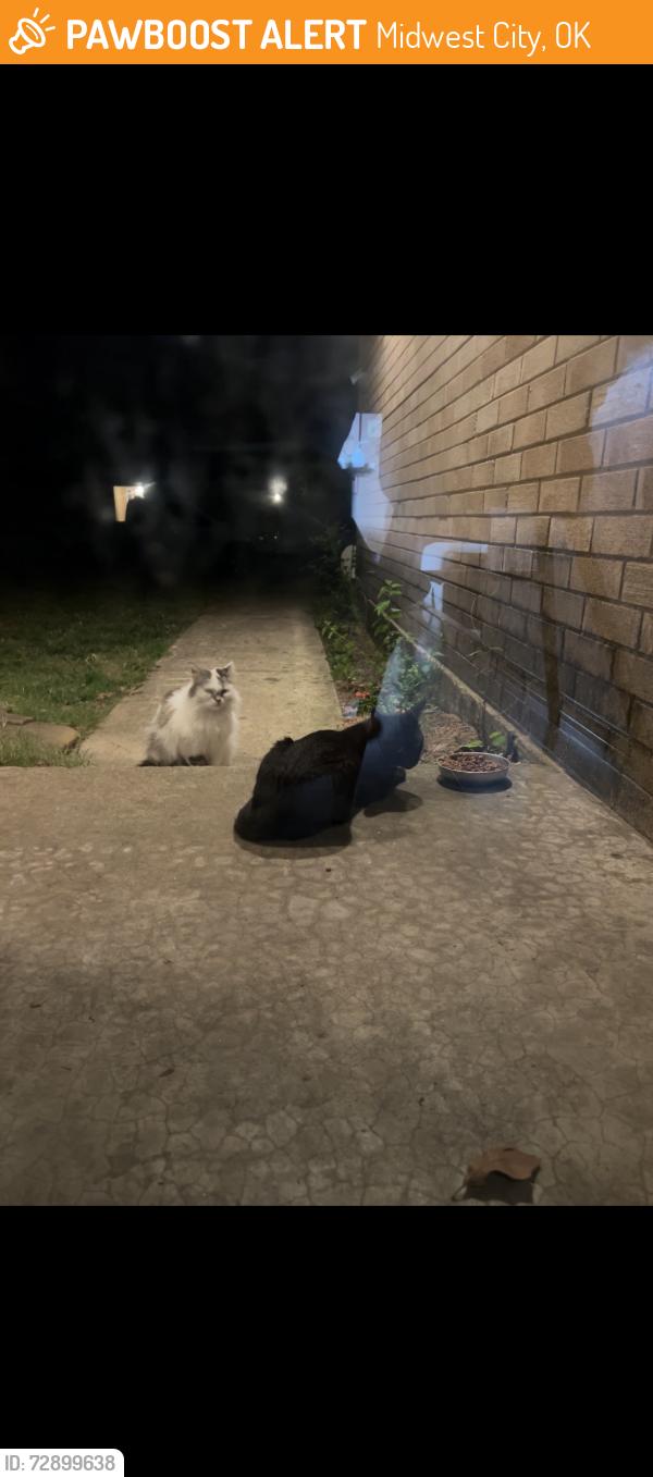 Found/Stray Unknown Cat last seen Post rd & SE 15th st , Midwest City, OK 73130