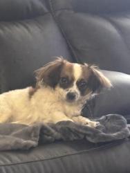 Reunited Female Dog last seen Near santa fe dr lot 18 , Englewood, CO 80110