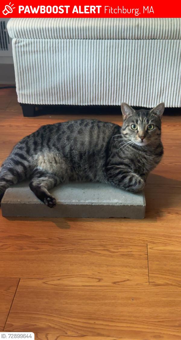 Lost Male Cat last seen Wanoosnoc rd, canton st, south st, Fitchburg, MA 01420