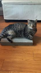 Lost Male Cat last seen Wanoosnoc rd, canton st, south st, Fitchburg, MA 01420