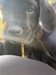 Found/Stray Female Dog last seen Near Louise Ave , Los Angeles, CA 91325