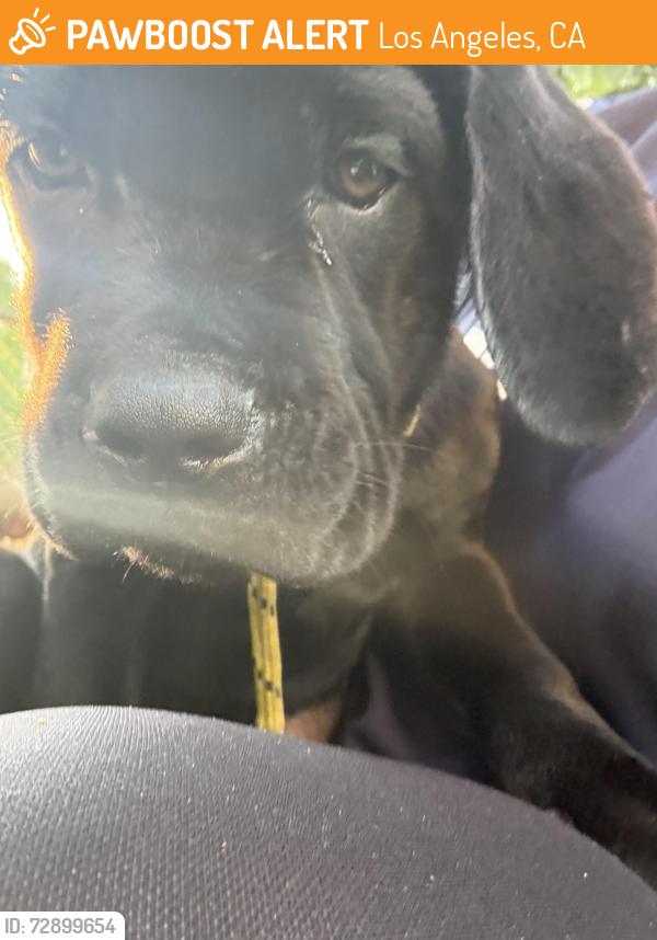 Found/Stray Female Dog last seen Near Louise Ave , Los Angeles, CA 91325