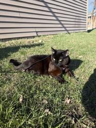 Reunited Male Cat last seen Edgerton elementary school, Maplewood, MN 55117