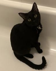 Lost Female Cat last seen Corabel and Marconi has on purple flea collar, Sacramento, CA 95821