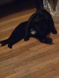 Found/Stray Female Cat last seen Amherst , Providence, RI 02909