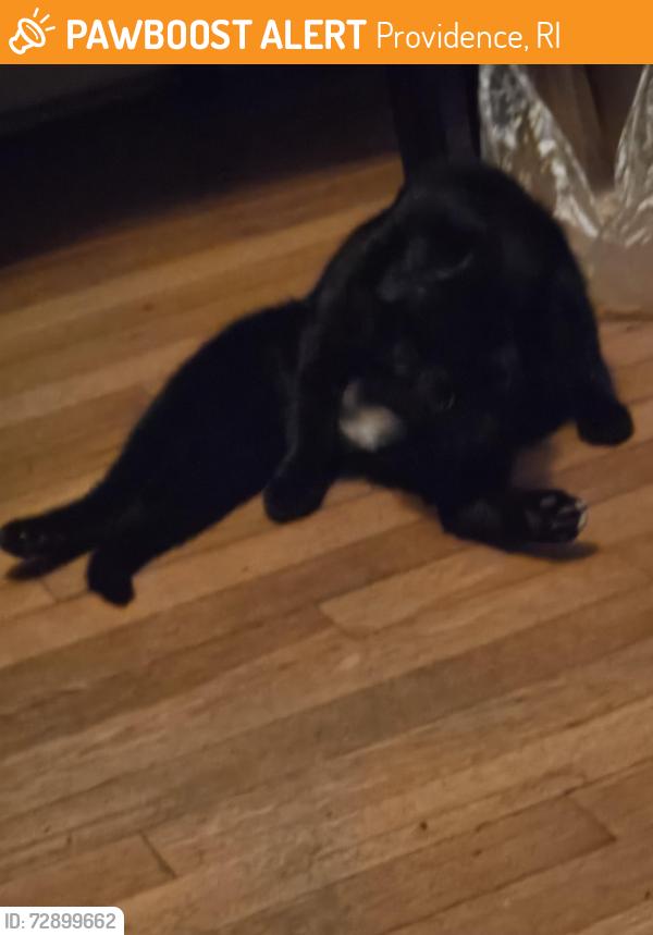 Found/Stray Female Cat last seen Amherst, Providence, RI 02909