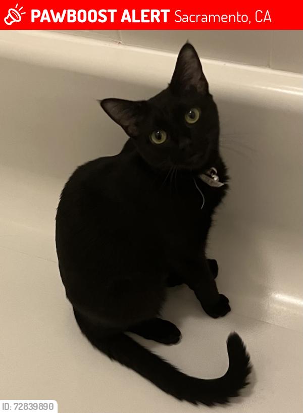 Lost Female Cat last seen Corabel and Marconi has on purple flea collar, Sacramento, CA 95821