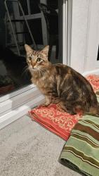 Lost Unknown Cat last seen Pavlov, San Diego, CA 92122