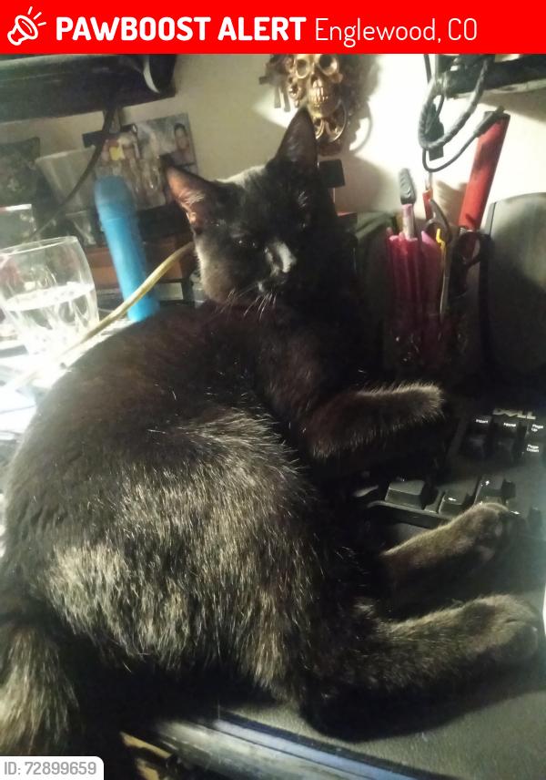 Lost Male Cat last seen Federal and Tufts , Englewood, CO 80110