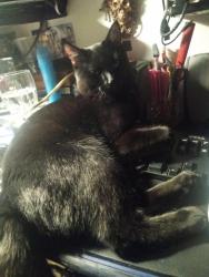 Lost Male Cat last seen Federal and Tufts , Englewood, CO 80110