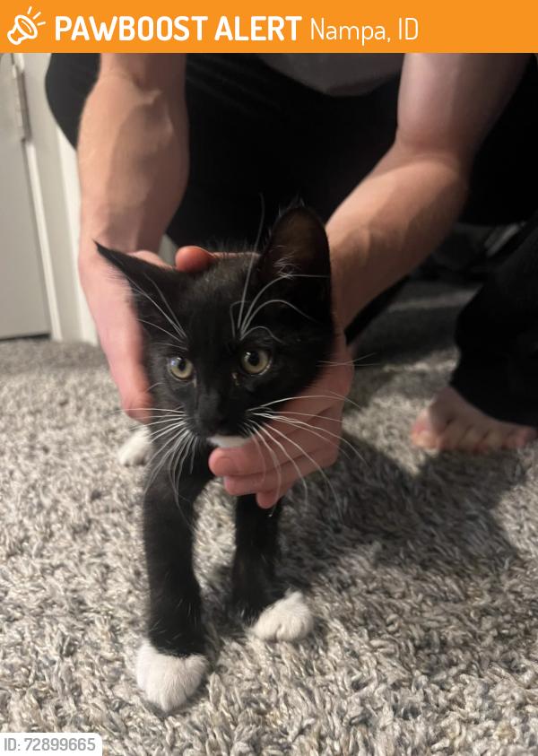 Found/Stray Unknown Cat last seen amity and kings, Nampa, ID 83687