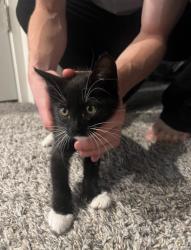 Found/Stray Unknown Cat last seen amity and kings, Nampa, ID 83687