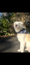 Lost Male Dog last seen Ray nash, Gig Harbor, WA 98335