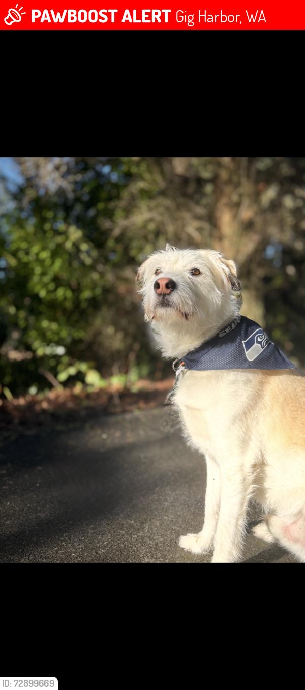 Lost Male Dog last seen Ray nash, Gig Harbor, WA 98335