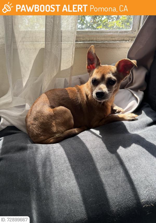 Found/Stray Male Dog last seen Holt and Clark, Pomona, CA 91767