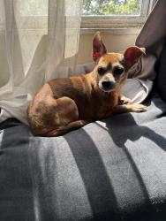 Found/Stray Male Dog last seen Holt and Clark, Pomona, CA 91767