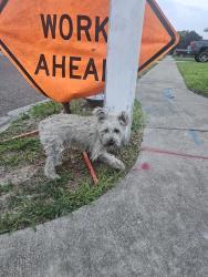 Found/Stray Female Dog last seen Rodeo taco express, McAllen, TX 78504