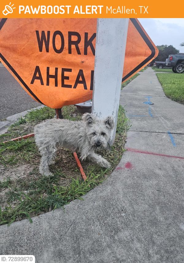 Found/Stray Female Dog last seen Rodeo taco express, McAllen, TX 78504